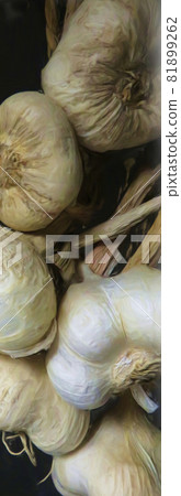Oil-style illustration garlic Oil-style illustration garlic 81899262