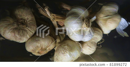Oil-style illustration garlic Oil-style illustration garlic 81899272