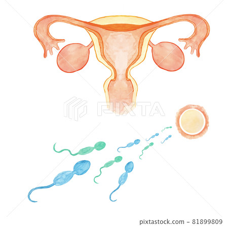 卵子和精子的水彩插圖還有其他變體。 卵子和精子的水彩插圖還有其他變體。 81899809