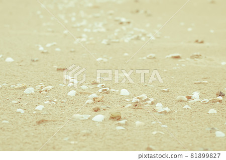 Sea shells on sand. Summer beach background. Top view . Sand texture. Beach background. take care nature concept idea . save ocean and sea . Sea shells on sand. Summer beach background. Top view . Sand texture. Beach background. take care nature concept idea . save ocean and sea . 81899827