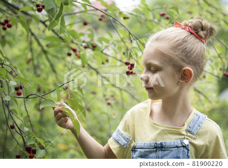 Little girl is picking cherries in the garden. 81900220