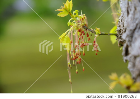 Boxelder maple early spring flowers 3 Boxelder maple early spring flowers 3 81900268