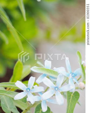 藍星藍花 藍星藍花 81900351