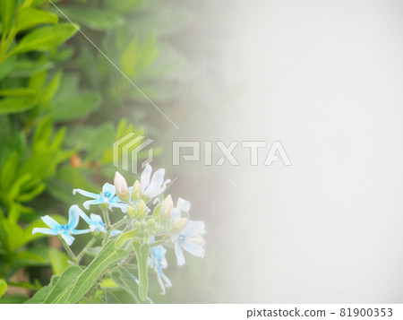 藍星藍花 81900353