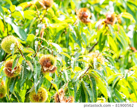 A taste of autumn 81900562