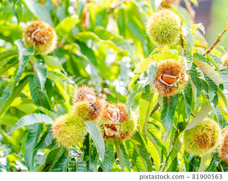 A taste of autumn 81900563