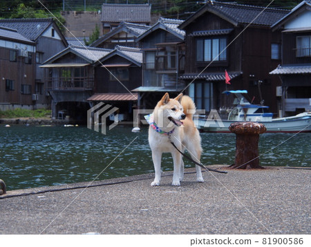 Funaya and Shiba Inu in Ine Funaya and Shiba Inu in Ine 81900586