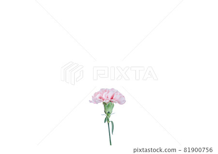 Bouquet carnation flower gift thank you perennial Bouquet carnation flower gift thank you perennial 81900756