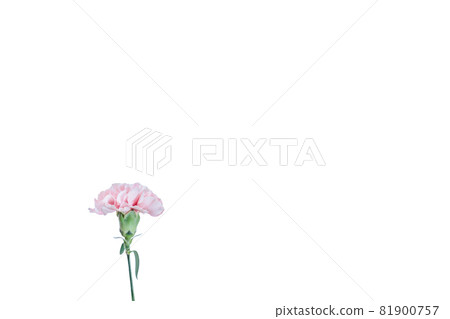 Bouquet carnation flower gift thank you perennial Bouquet carnation flower gift thank you perennial 81900757