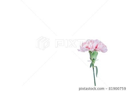 Bouquet carnation flower gift thank you perennial Bouquet carnation flower gift thank you perennial 81900759