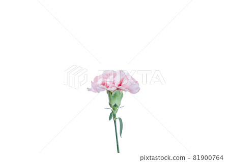 Bouquet carnation flower gift thank you perennial Bouquet carnation flower gift thank you perennial 81900764