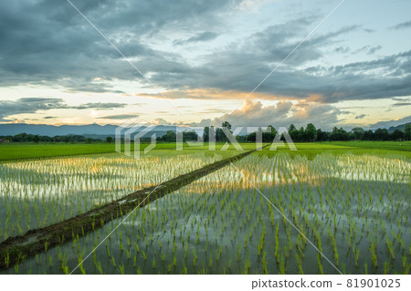 The rice fields in the countryside when the sun is about to go down. The rice fields in the countryside when the sun is about to go down. 81901025