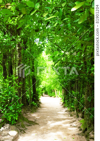 Okinawa Bise Fukugi tree lined tree 81901204