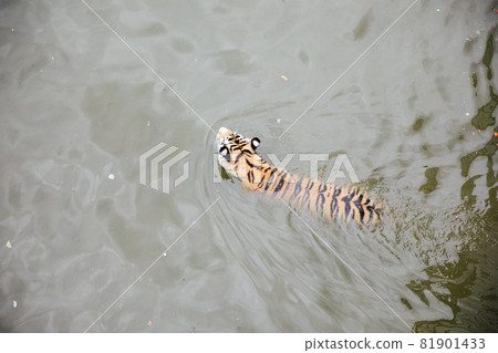 Amur tiger swims bathing in the water of the river Amur tiger swims bathing in the water of the river 81901433