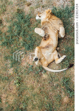 the lion king rests sleeping alone on the grass savannah the lion king rests sleeping alone on the grass savannah 81901434