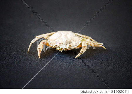White crab on a black background White crab on a black background 81902074