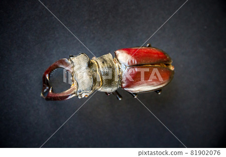 European stag beetle on black background European stag beetle on black background 81902076