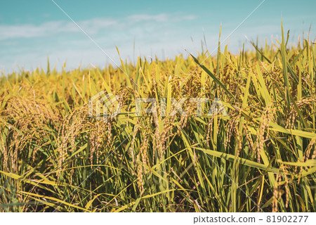 Rice ears and blue sky in the harvest season waiting for rice field harvesting in September c-3 Warm colors 81902277