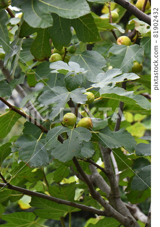 figs figs 81902432