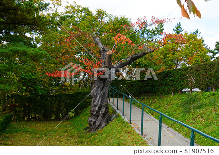 Hokkaido Hakodate Trappistine Monastery Hokkaido Hakodate Trappistine Monastery 81902516