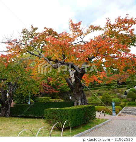 北海道函館特拉皮斯汀修道院 北海道函館特拉皮斯汀修道院 81902530