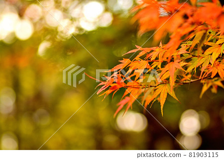 Autumn leaves Autumn leaves 81903115