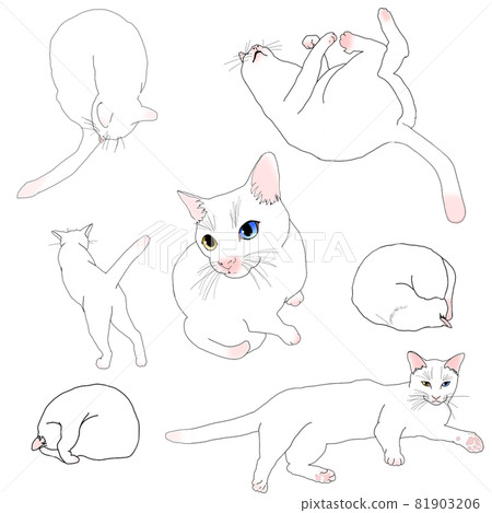 Cat pose collection 81903206