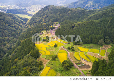 View of rice terraces in the golden blue demon village Hakuba Village, Nagano Prefecture (aerial view by drone) View of rice terraces in the golden blue demon village Hakuba Village, Nagano Prefecture (aerial view by drone) 81903296