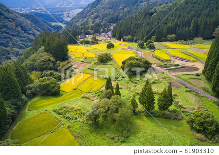 View of rice terraces in the golden blue demon village Hakuba Village, Nagano Prefecture (aerial view by drone) 81903310