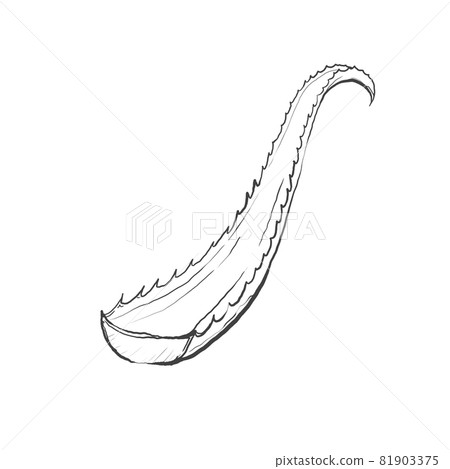 Japanese style hand-drawn line art illustration of Kidachi aloe Japanese style hand-drawn line art illustration of Kidachi aloe 81903375