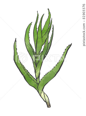Japanese style hand-drawn illustration of Kidachi aloe Japanese style hand-drawn illustration of Kidachi aloe 81903376