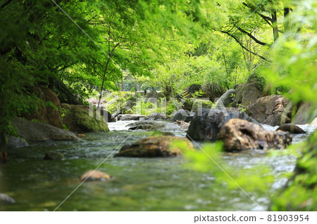 森林沐浴 森林沐浴 81903954