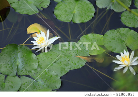 睡蓮鮮花 睡蓮鮮花 81903955
