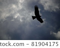 雨雲和張開翅膀的黑風箏 81904175