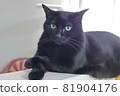 一隻手在前面的黑貓 81904176