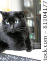 有光澤的黑貓 81904177