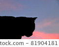 與貓的日落 81904181