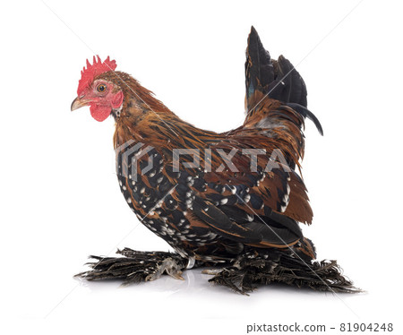 Booted Bantam in studio 81904248