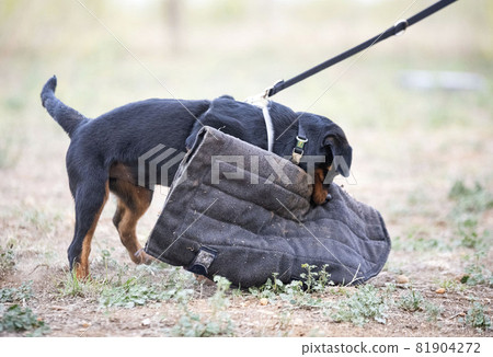 training of puppy rottweiler 81904272