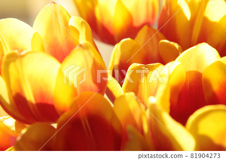 Spring Flowers bunch. Beautiful yellow Tulips bouquet. Elegant Easter or Mother's Day gift over nature green blurred background. Springtime. Multi-colored flowers tulips of natural coloring isolated 81904273