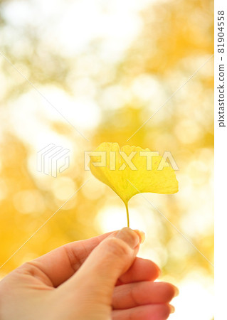 Yellow ginkgo leaf in my hand 81904558