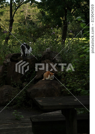 貓打破了 81904569