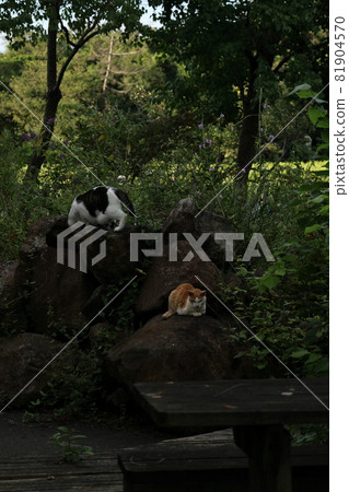 小睡一隻貓 81904570