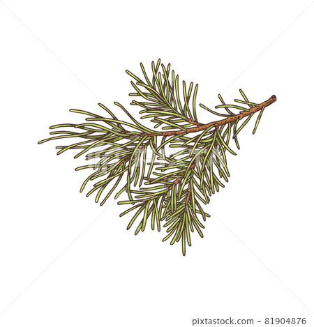 Lush green spruce branch with needles in realistic style vector illustration 81904876