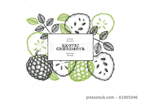 Hand drawn sketch style cherimoya banner. Organic fresh fruit vector illustration. Engraved style botanical design template. 81905046