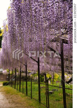 紫藤寺正法寺 2021 81905047