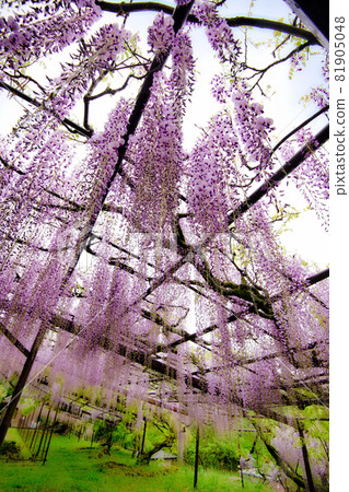 紫藤寺正法寺 2021 81905048