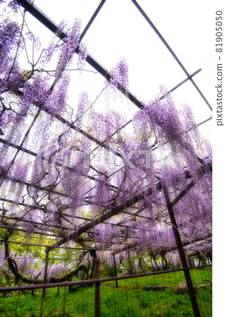 Wisteria Temple Shohoji 2021 81905050