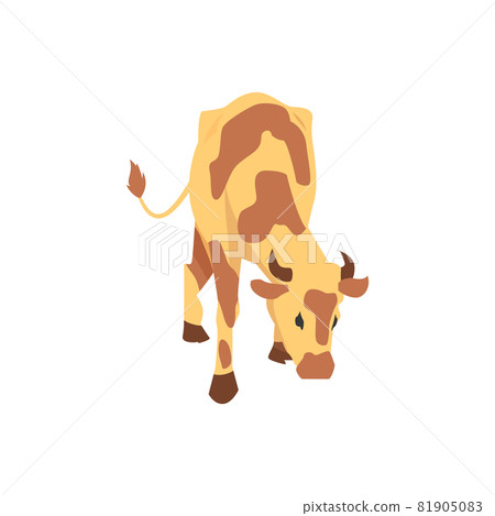 Farm cattle cow guernsey breed for production beef and dairy products from milk. 81905083