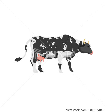 Black and white spotted cow stands sideways, flat vector illustration isolated. 81905085
